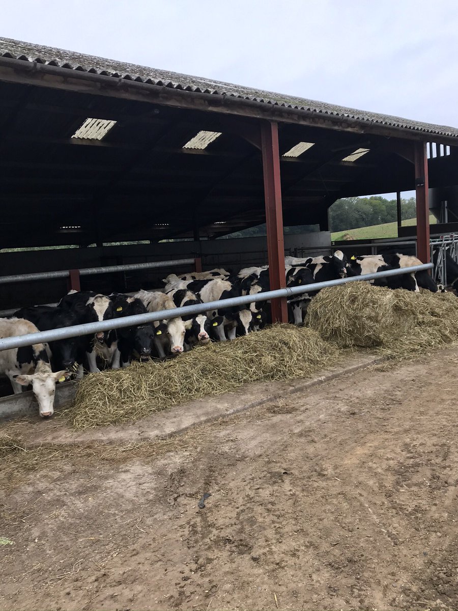 JamesLywood's tweet photo. 13 Holstein bulling heifers for sale!! 
Ages between 14-10 months old 
All been genomic tested
Pedigree - The Battlehurst herd
High health status herd
Tb4 
Herd average of 11,200 @ 4.6% Fat and 3.45% Protein 
All sired from good bulls!
Message me if interested https://t.co/ynRkwHy8hS