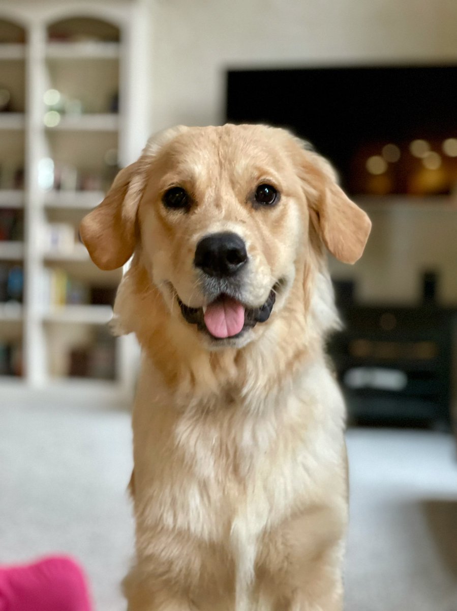 DPaluf2's tweet photo. #TongueOutTuesday,#GRC Brixcee, 1 yr https://t.co/7m40zTkWEG