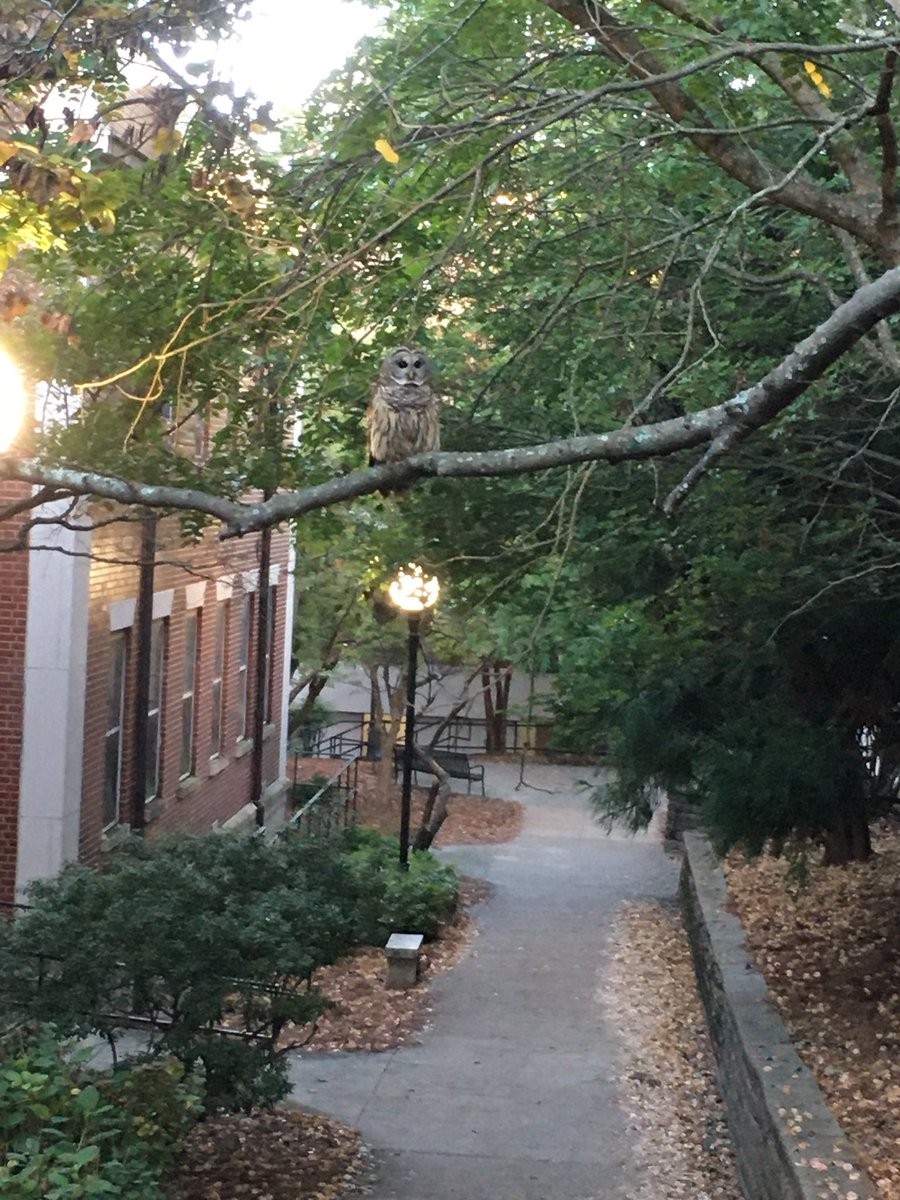 cmlasek's tweet photo. New @UGAEnglish student waiting for class to start outside of #parkhall https://t.co/ZBOJBFlw0k