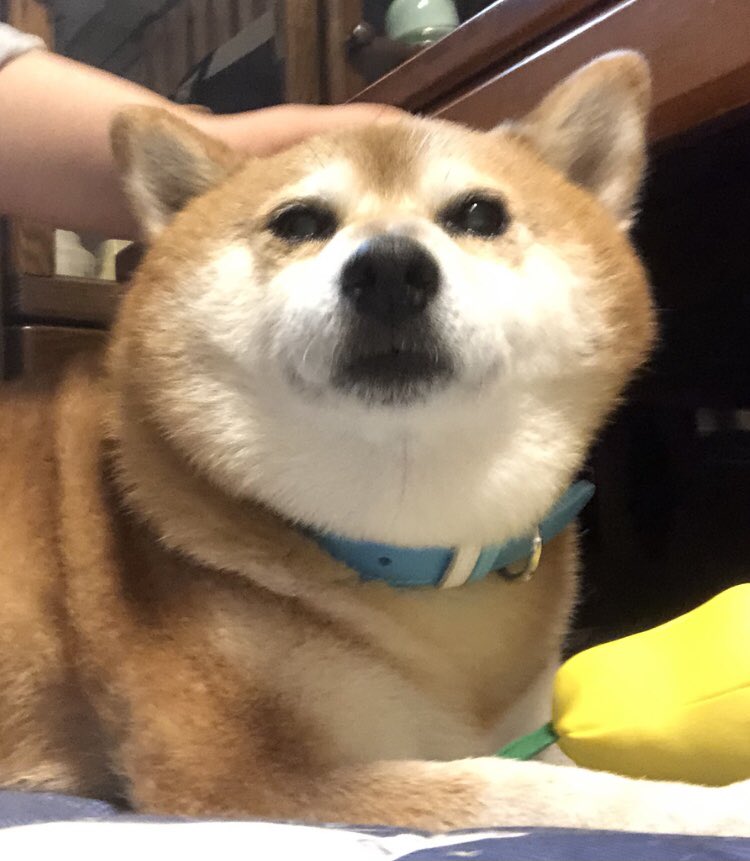 伸びる犬 Twitter Search Twitter