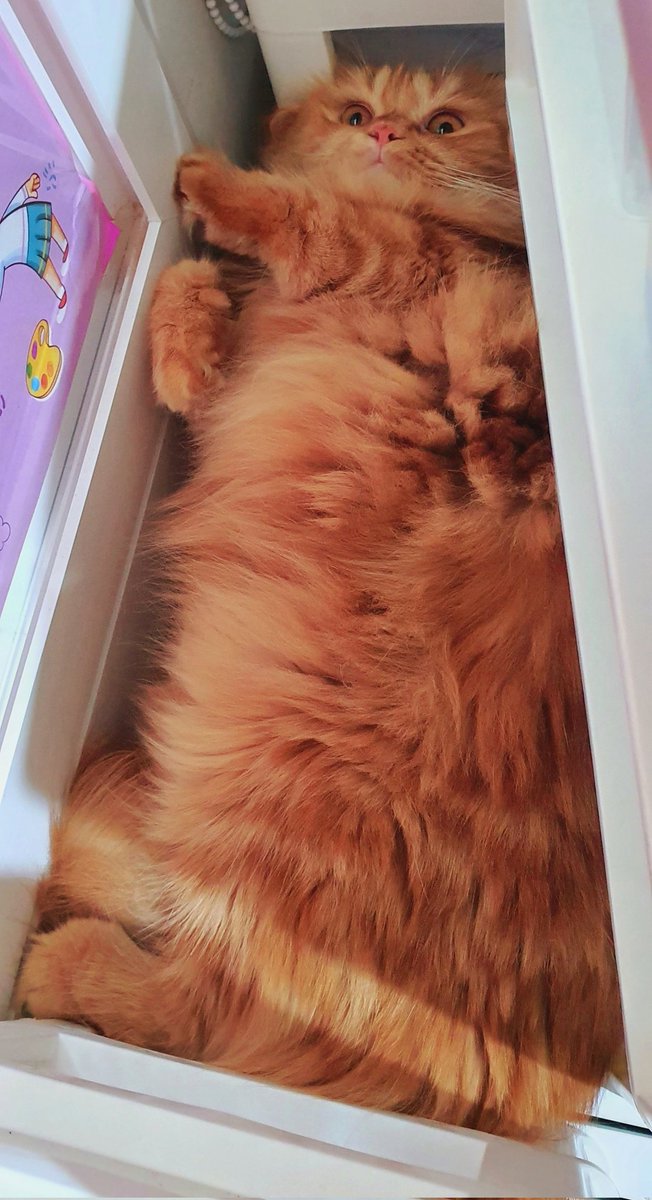 Dark_Farewell's tweet photo. TABI Day 402
NARI Day 297
19.10.2021
Tabi's IG : tabijourney91
Tabi's FB page : Tabi Journey : Tabi The Tabby Cat
#harlequincat #creamcat #creamharlequin #beigecat
#TabiJourney #TabiTheTabbyCat #TabiTabby #TabiTheOrangeTabbyCat #cat #gingercat #gingertabby #gingertabbycat https://t.co/yHcMs7HuSR