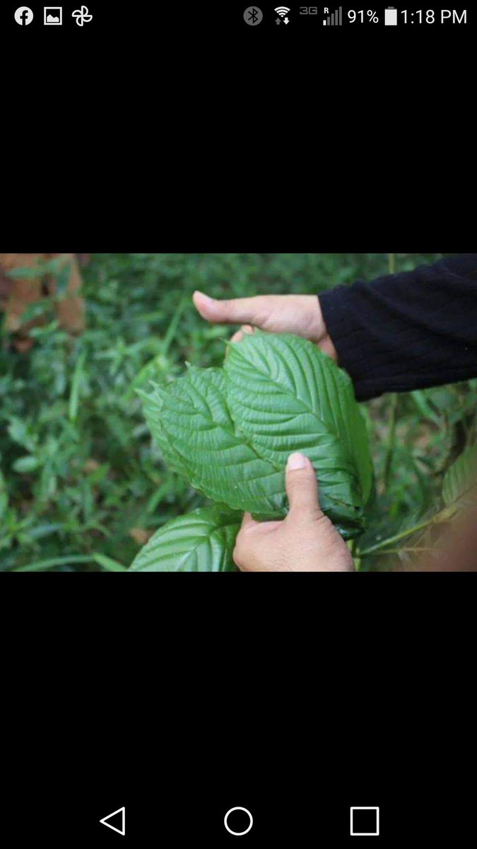 KratomForCheap's tweet image. End-to-end distribution since 2013. More throwbacks from my old Kr8om page, which was unpublished for "promoting an unregulated supplement"
Just REEKS of FDA &amp;amp; Big Pharma special interests, don't it?