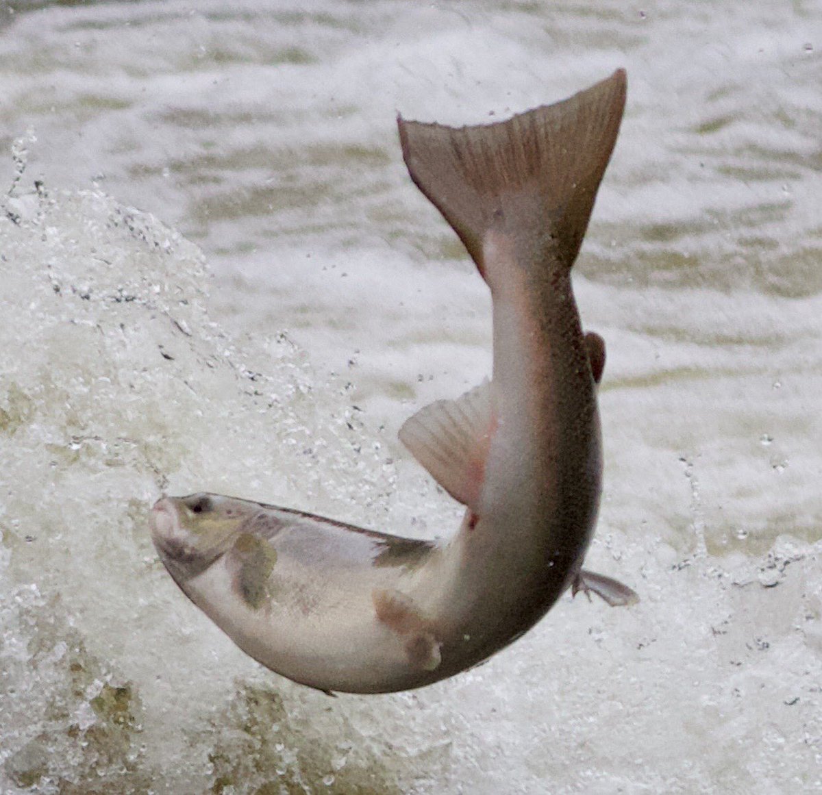 ChrisBaingerEA's tweet photo. #Shrewsbury weir #SalmonWatch our resident fish twitcher Brian is back in place photographing #salmon to help us understand how much they are delayed- last year he recorded some fish leaping continuously for 4 days
Numbers are low so far, although this week is usually peak time https://t.co/gDcDtOCZ6O