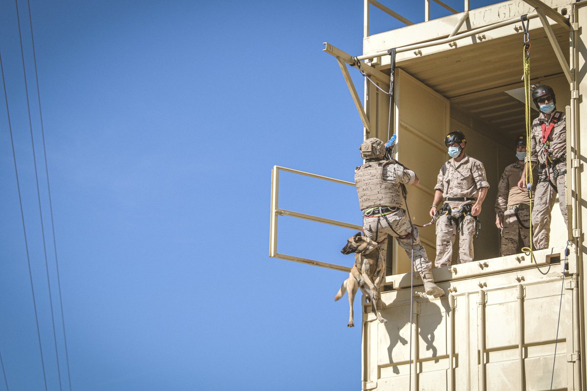 Armada_esp's tweet photo. La Fuerza de Protección de la #Armada #FUPRO se encuentra realizando ejercicios con sus unidades caninas (cinológicas) en la provincia de #Cádiz, para incrementar su #Adiestramiento y unificar tácticas y procedimientos.

#DefendemosEspañaEnYDesdeLaMar
#SomosLaArmada🇪🇸⚓️ https://t.co/2RJa4ur1t0
