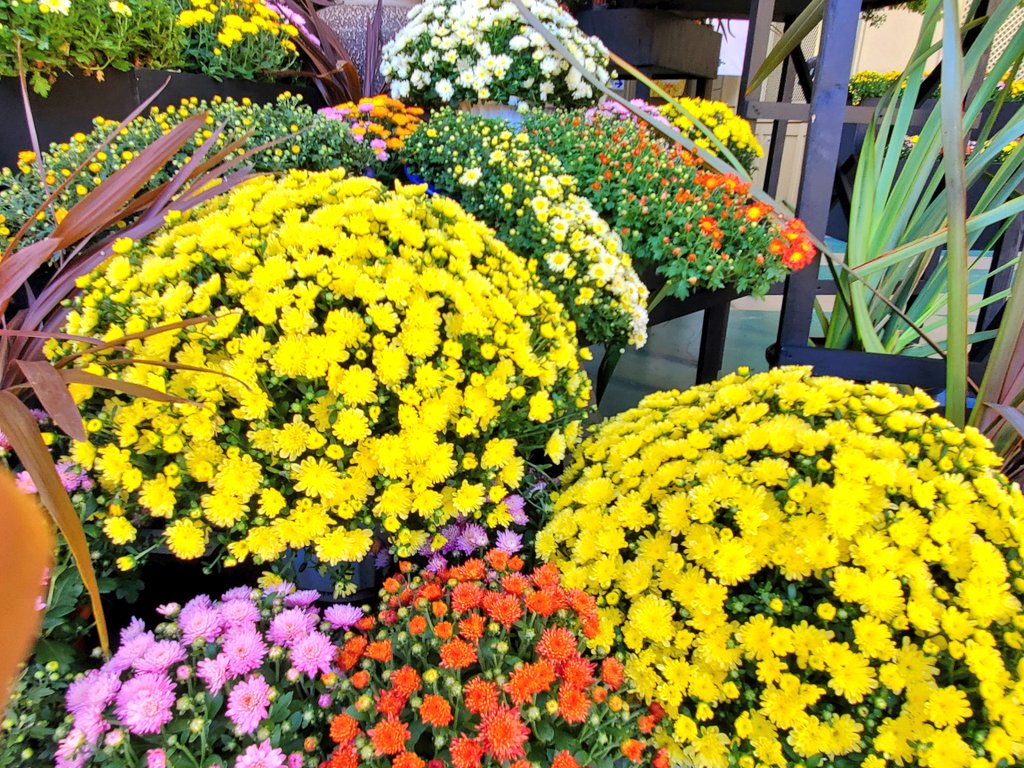 Newレオマワールド Newreoma Twitter Newレオマワールド Newreoma Twitter