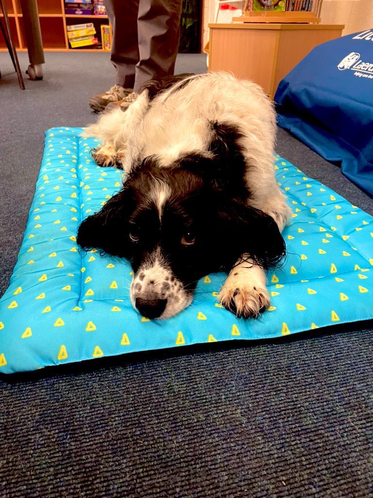 WMSLIBRARY6's tweet photo. Jeanie from Caring Canines is here to join our literacy reading session today! How lucky are we?! 🥰📚🐶 https://t.co/eMXL46tKcl