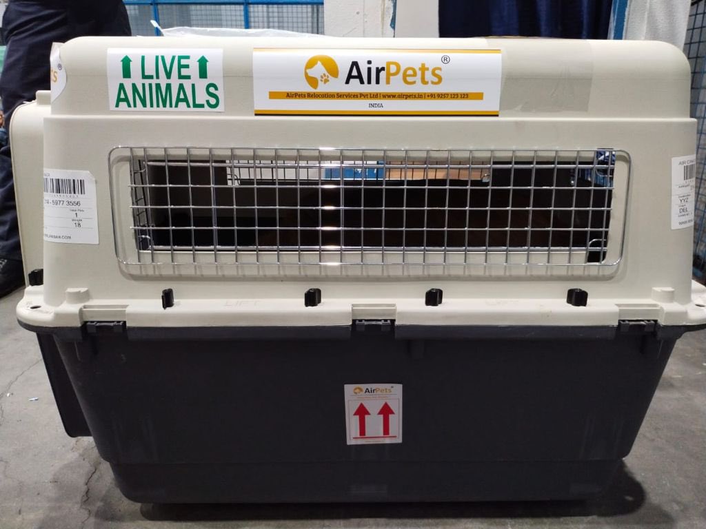 AirPets_India's tweet photo. Koa ๐ถ ๐พ Travelling from New Delhi, India ๐ฎ๐ณ to Toronto, Canada ๐จ๐ฆ
#AirPets #internationalpetrelocation
#relocatingpetsplobally #ipata #bonvoyage
#petrelocation #petexport #petshippingexperts
For more information reach out to us -
Email- info@airpets.in
Ph- +91-9257-123-123 https://t.co/cBORARhqBh