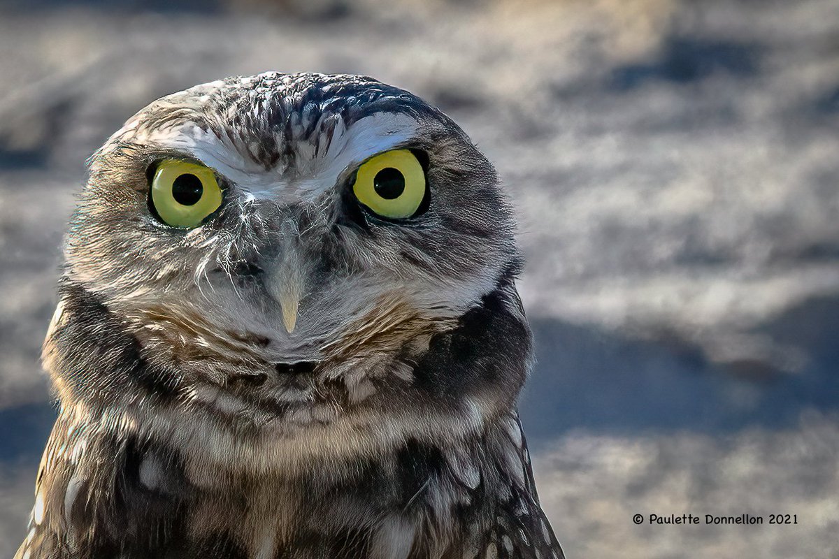 sdpaulette's tweet photo. Fall in the desert. 
💚💛🧡❤
Some shots from the weekend
@AnzaBorregoPark 
#Ocotillo 🍂
#burrowingowl 🦉
#sunrise 🌅 
#queenbutterfly 👑 https://t.co/ToJoWwf2LK