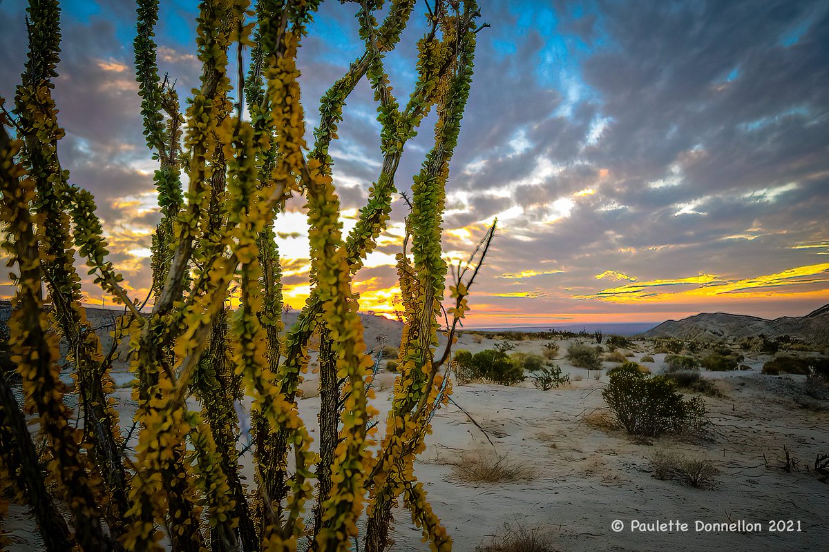 sdpaulette's tweet photo. Fall in the desert. 
💚💛🧡❤
Some shots from the weekend
@AnzaBorregoPark 
#Ocotillo 🍂
#burrowingowl 🦉
#sunrise 🌅 
#queenbutterfly 👑 https://t.co/ToJoWwf2LK
