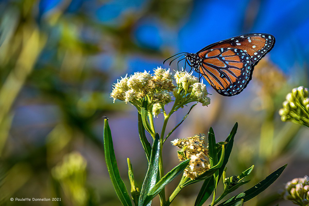 sdpaulette's tweet photo. Fall in the desert. 
💚💛🧡❤
Some shots from the weekend
@AnzaBorregoPark 
#Ocotillo 🍂
#burrowingowl 🦉
#sunrise 🌅 
#queenbutterfly 👑 https://t.co/ToJoWwf2LK