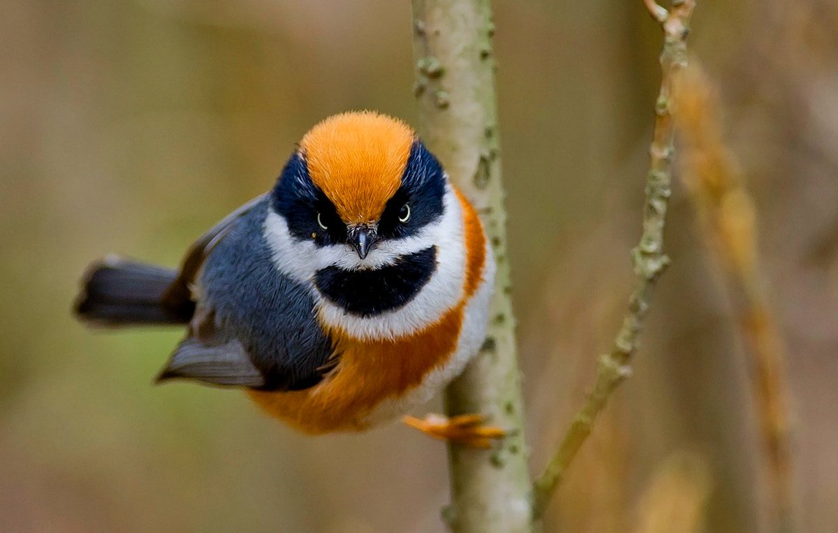 BirdsChina's tweet photo. The greatest glory in living lies not in never falling, but in rising every time we fall. 
#birds  #PhotoOfTheDay  #NaturePhotography  
#Photos   #cute https://t.co/IfhKKwgYhc
