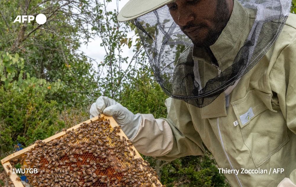 afpfr's tweet image. Une année "désastreuse": la récolte de miel 2021 se situera entre 7.000 et 9.000 tonnes seulement, soit moins de la moitié de celle de 2020, du fait des conditions climatiques très défavorables du printemps et de l'été, a déploré l'Union nationale de l'apiculture française #AFP