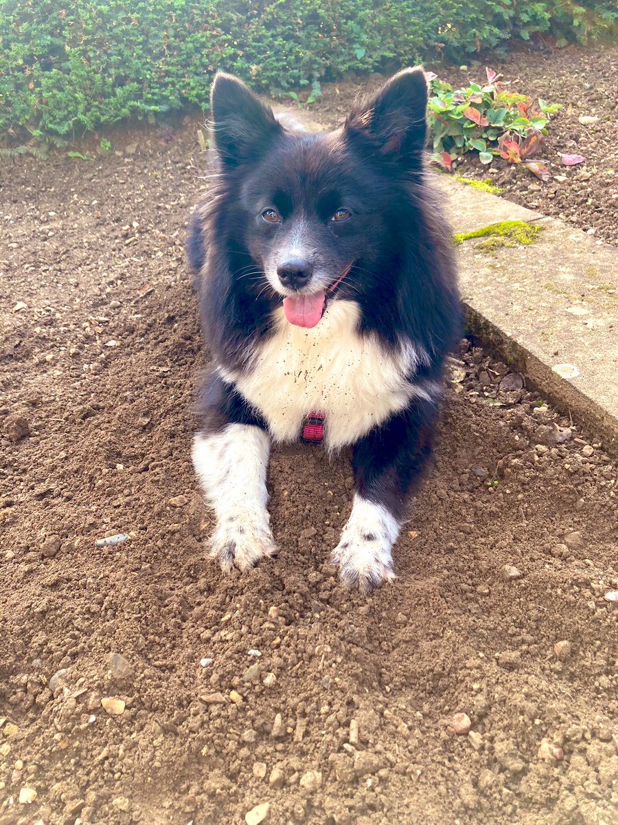 PawSpitzfamily's tweet photo. #TongueOutTuesday Have a nice Tuesday 🐾. I still remain lying🥰 #dog #dogsoftwitter #DogLover #dogslovers #dogsfriends #spitzfamily #happydog #liliput #home https://t.co/ZbiOGul4Ol
