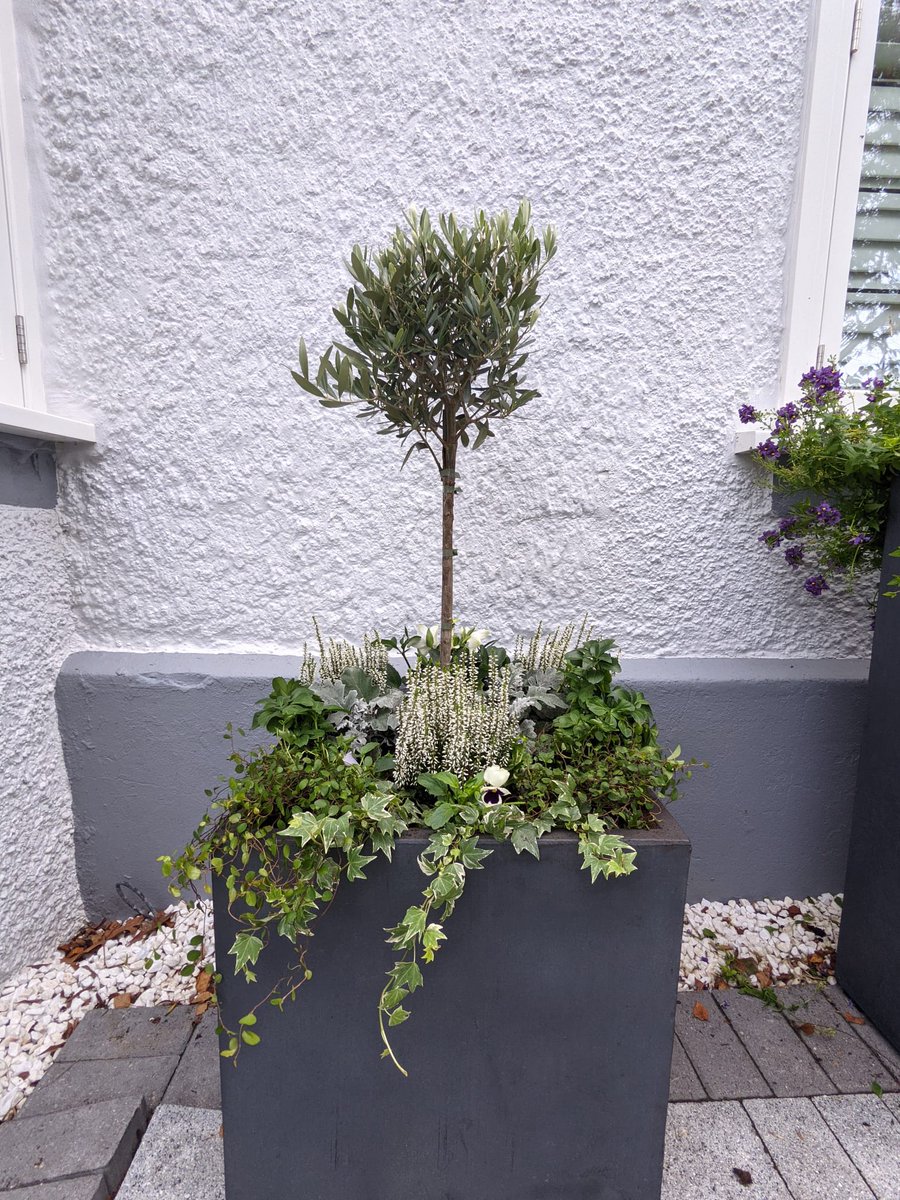 living_windows's tweet photo. The most beautiful welcome home! π‘
We thoroughly enjoyed this autumn refresh which featured some new olive tree installations! π
What do you think?
#livingwindows #windowboxes #windowplants #windowgarden #balconygarden #londongarden #londonhome #gardening https://t.co/RiUw0TkSsw