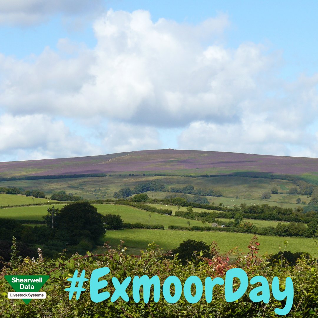 Shearwell's tweet photo. Happy Exmoor Day to You!!
We are so lucky to be situated in the heart of Exmoor 💜 #ExmoorDay #Exmoor #Dunkery #Beautiful #ExmoorBusiness #MyFavouriteView #NotTodaysView https://t.co/JFCizbqMps