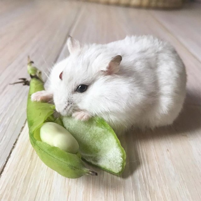 hamsterybot's tweet photo. https://t.co/dvYNTjVnBQ