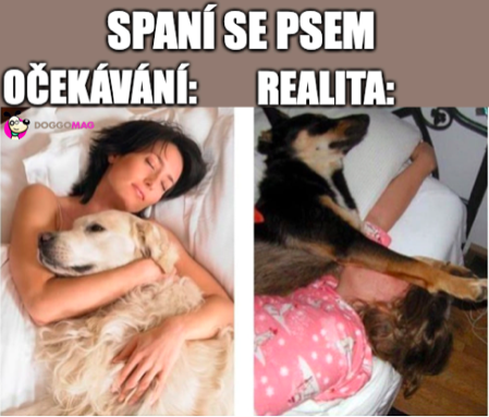 Stejně je spaní se psem nejvíc 😴+🐩 #doggomag #zivotsepsem #milujemepsy