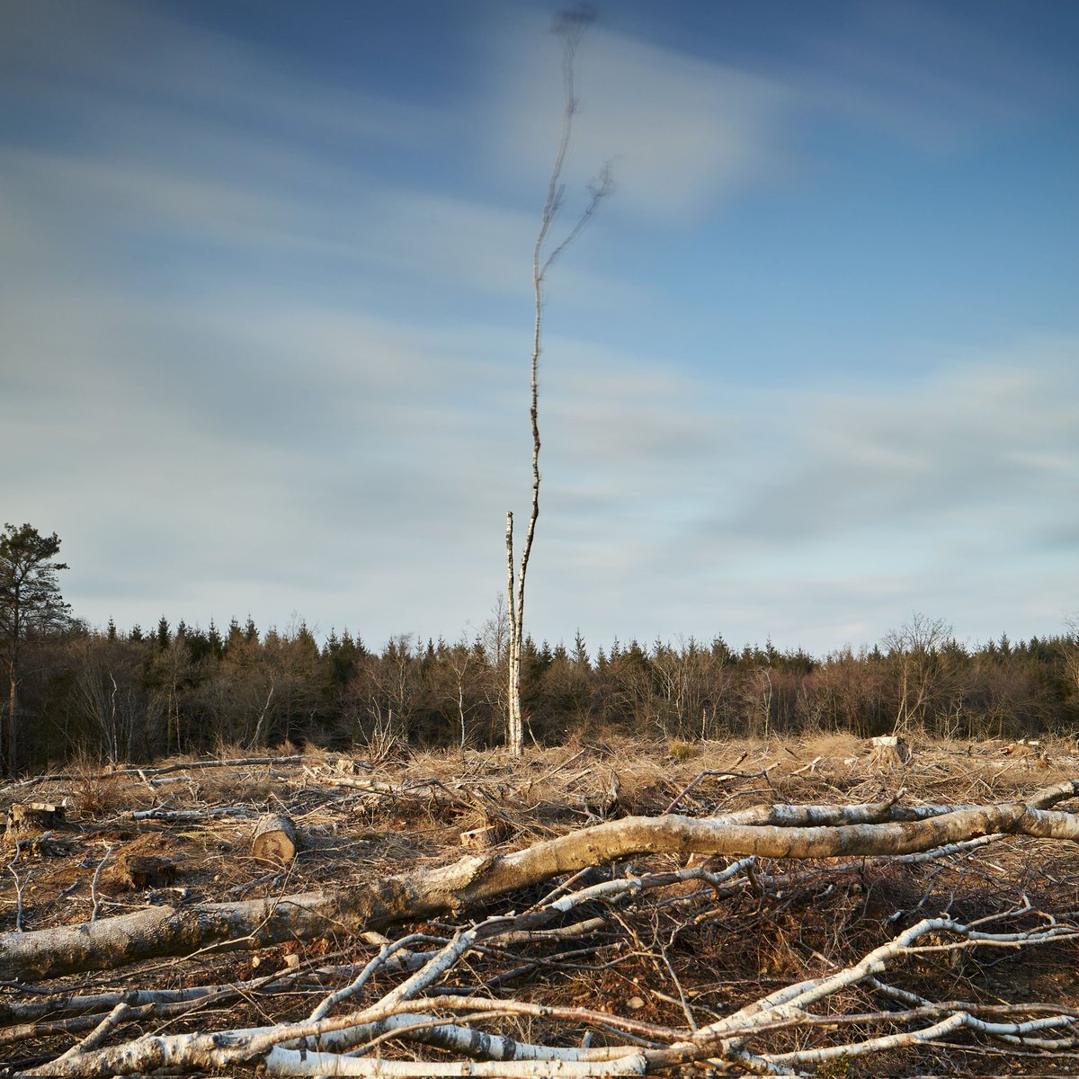 This image for me is a personification of the resilience needed to endure many of the challenges we face; Its important we try our best to stand tall through the chaos around us. As long as we have an inner self belief our roots and foundations will stand tall.

#fineart