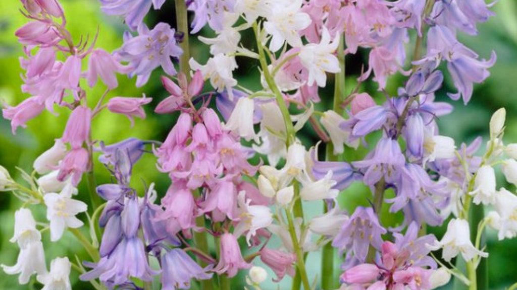 ILoveTulipa's tweet photo. Originates in Spain, but can thrive in pretty much every climate. The Hyacinthoides hispanica mix consists of pastel pink, pastel blue, and pastel white Spanish bluebells. 
https://t.co/tJgvWp6cR9

#IloveTulipa #bluebells #Hyacinthus  #springbulbs #springgarden #Frühlingsgarten https://t.co/SJvGYSKVYE