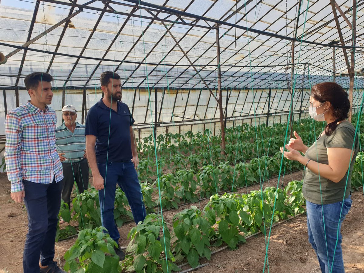 .#Serik’te #Zerdeçal üretimi yapan üreticiye İlçe Müdürü Mustafa Çömezoğlu ve  teknik personelimiz ziyaret gerçekleştirdi.

#Demre’de personelimiz #Entegre ve Kontrollü Ürün Yönetimi kapsamında üreticilerimizi ziyaret ederek teknik konularda bilgilendirme yaptı. <a href="/gokhankaraca_/">Gökhan Karaca</a>