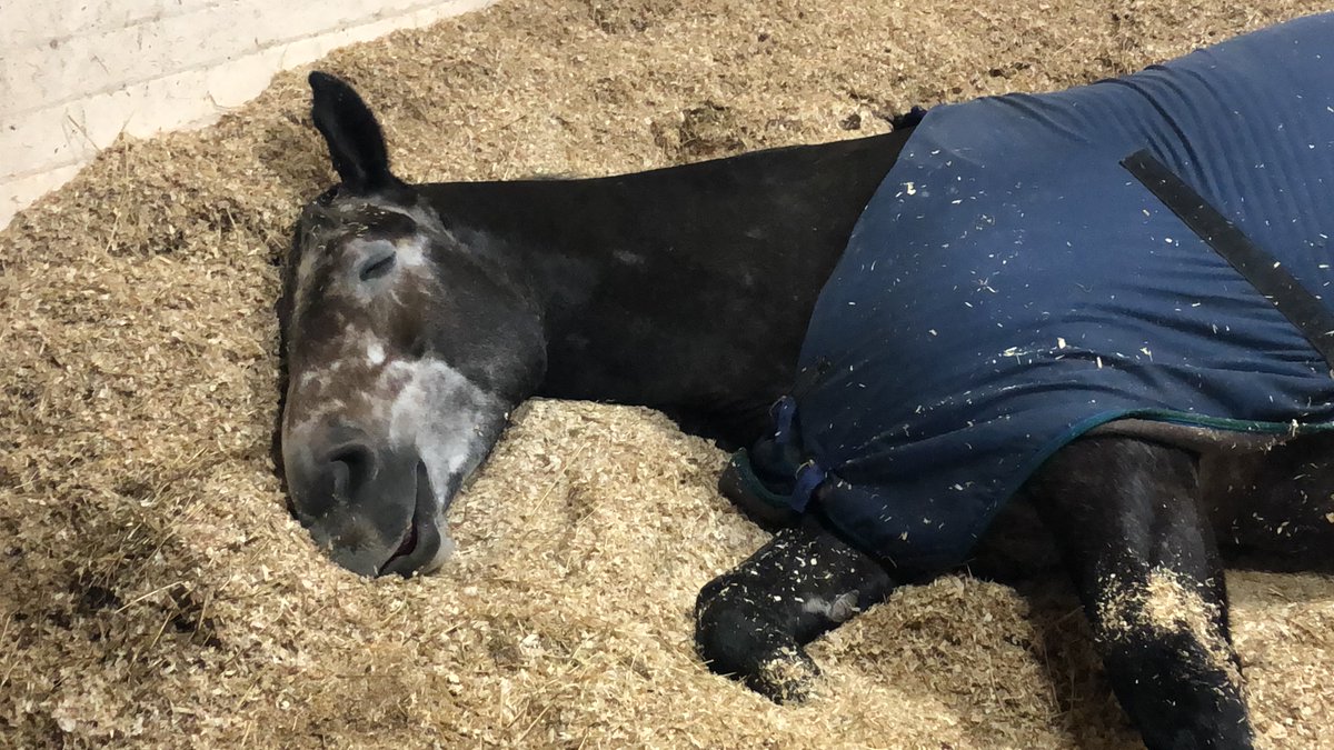 MerPolMounted's tweet photo. The face of a horse that has worked hard this morning and can now have a duvet day and hide away from this horrible weather! #StandTall #NotStandingAtAll #PHChunky #DuvetDay #PerfectWeatherForIt https://t.co/ypvqaB4lCv