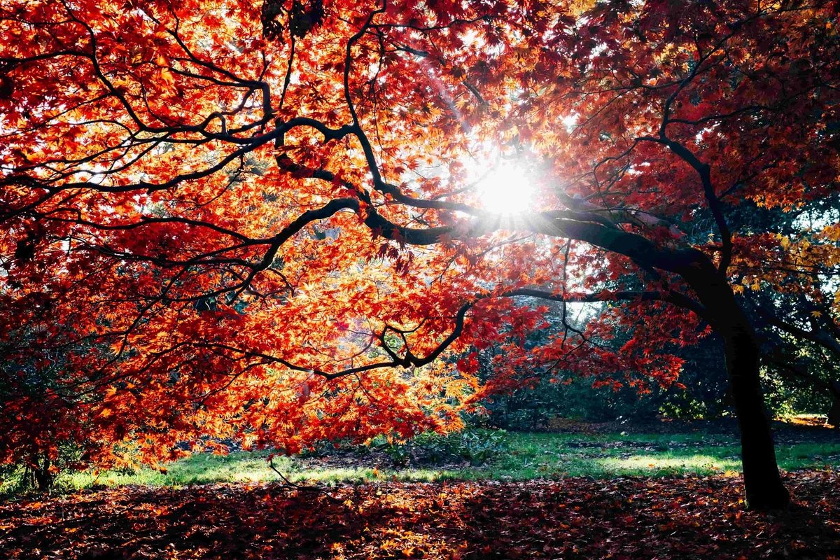 celebrantdirect's tweet photo. Nature is a wonderful source of inspiration for funeral services. In the blog below, @rituals_today shares her top 5 ideas to personalise an autumn funeral 🧡🍂
https://t.co/iq86owzu2m
#autumnfuneral #personalfuneral #thecelebrantdirectory https://t.co/lCqW1fEFSW