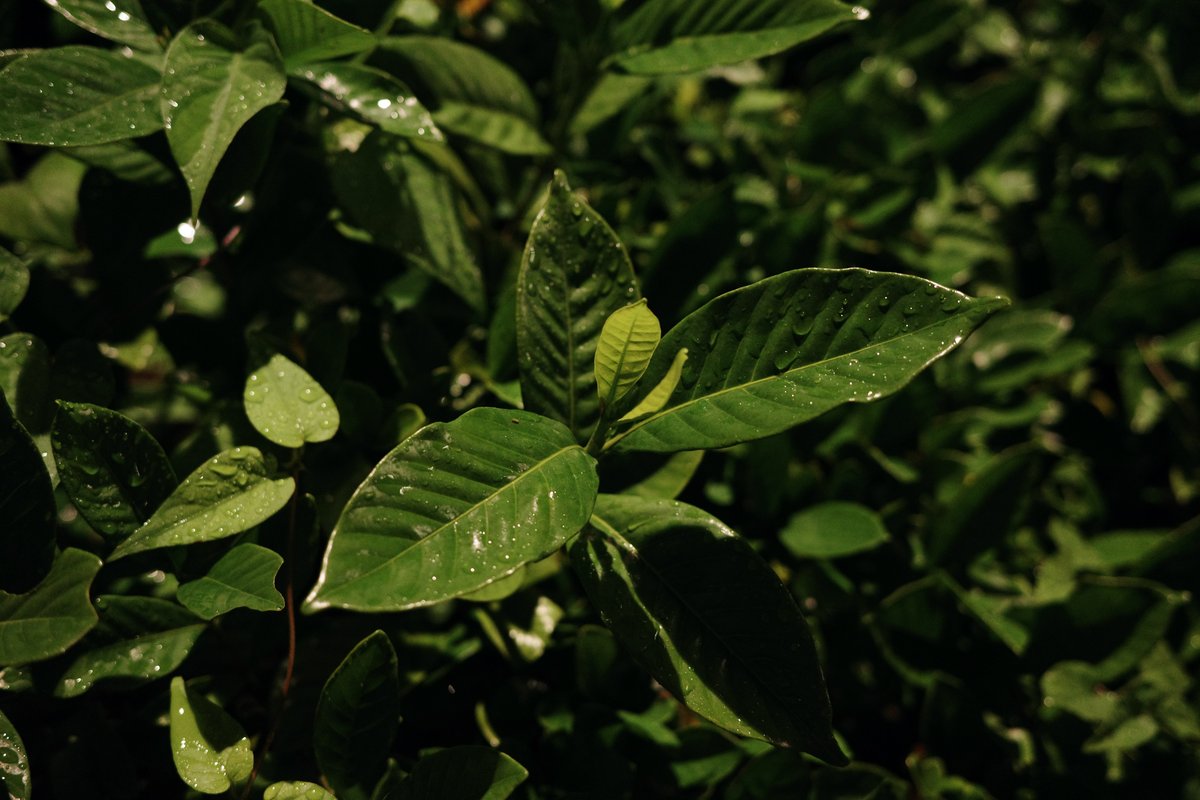 ytbo's tweet image. GR3x、夜で暗くても手持ちjpegで良く撮れます。本体に耳をピッとつけて中の音を聞くと、手振れ補正がムニョムニョ頑張ってくれているのが分かります。

#gr3r
#gr3