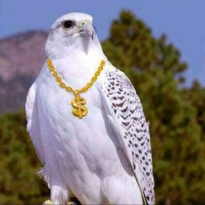 نهد الصقر يتمقنص   ..
الي معانا يرعص رتويت
والي مو معنا يقيتفرج بس وياكل خس 😝