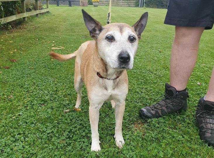 URGENT please retweet to help Bella find a home #BLACKPOOL #Lancashire #UK AGED 15, her reservation has fallen through 😢 She's looking for a quiet adult home as the only pet DETAILS or APPLY👇 rspca.org.uk/findapet/detai… #dogs #pets #animals #England
