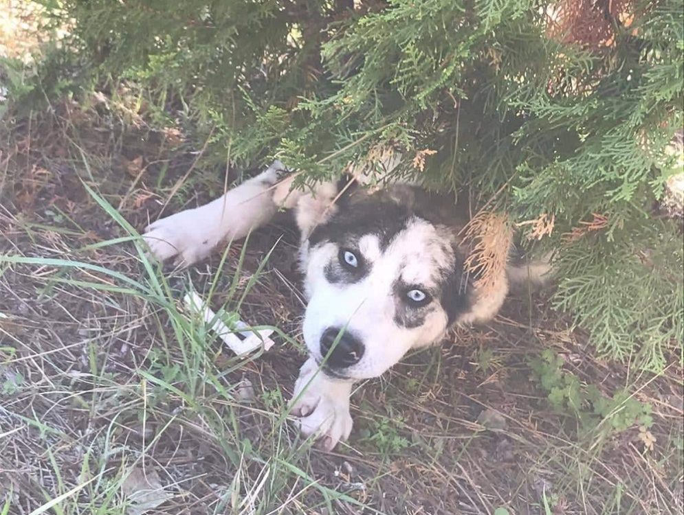 Smarrita una Husky a Passo Corese. Scrivici per segnalazioni - tesoriaquattrozampe.it/smarrita-husky…