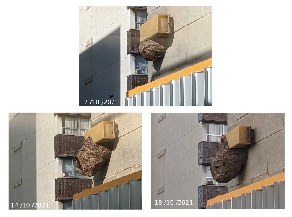 El niu de vespes asiàtiques del <a href="/GEO3BCN_CSIC/">GEO3BCN - CSIC</a> continua creixent...