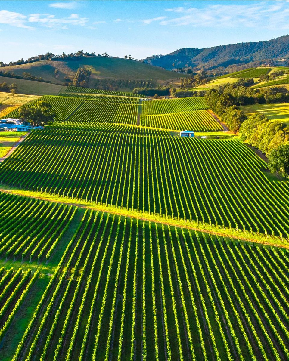 The rolling green hills and lush grape vines of the the Yarra Valley captured from above 🍃 

📸 via IG/walking_perspective