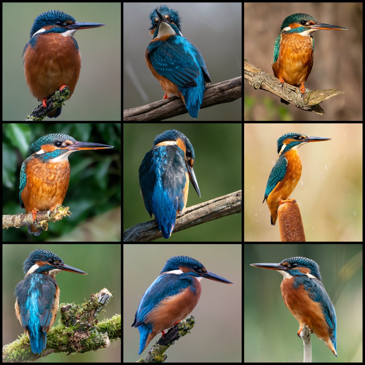 Just over 3 years I've been doing my #wildlifephotography and become rather found of the #Kingfisher never get bored of getting the chance to photograph them.
#twitternaturecommunity #BirdoftheYear @looknorthBBC #lincolnshire #passion #amateurphotography #love