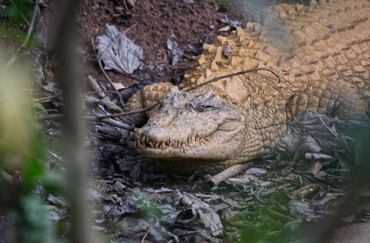 We’re delighted to report that Sheila the crocodile has been successfully released! We transferred her to the same wildlife reserve where her friend Bushdog was released last year.