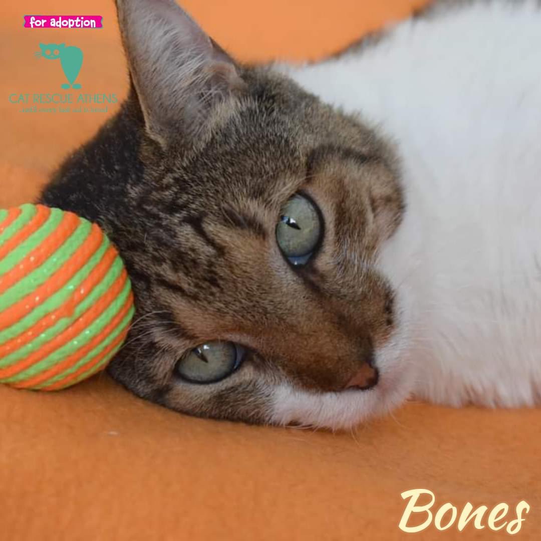 CatRescueAthens's tweet photo. #bones_cra

O Bones είναι ένα ακόμα από τα γατάκια μας που έχουν μείνει στα αζήτητα. 
Έχει κλείσει 1,5 χρόνο σε φιλοξενία πια. Αυτό το διάστημα πέρασε πολλά , χειρουργήθηκε για τον πολύποδα που είχε και πλέον είναι πολύ καλύτερα όμως δε θα γίνει ποτέ τελείως καλά. https://t.co/0ZVgrNIJyV