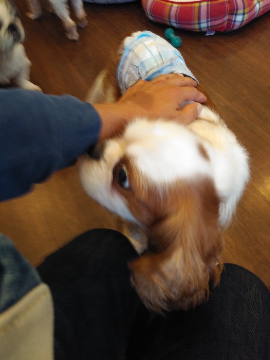 M7VsFqtapEE2k7A's tweet photo. ストレスたまっていたのを発散できました🐶😊

甘えん坊・あらちゃ～ん😘

マルくんがここまで来てくれたのは初めて🥰

退店直前までおひざのユリちゃん、おひざ解除が😭(お声がかかったそう、上手くいきますように🙏)　#大宮駅東口　#保護犬　#ドッグカフェ　#WithVets　#ウィズベッツ　続きます↓ https://t.co/WxaHxb6GlY