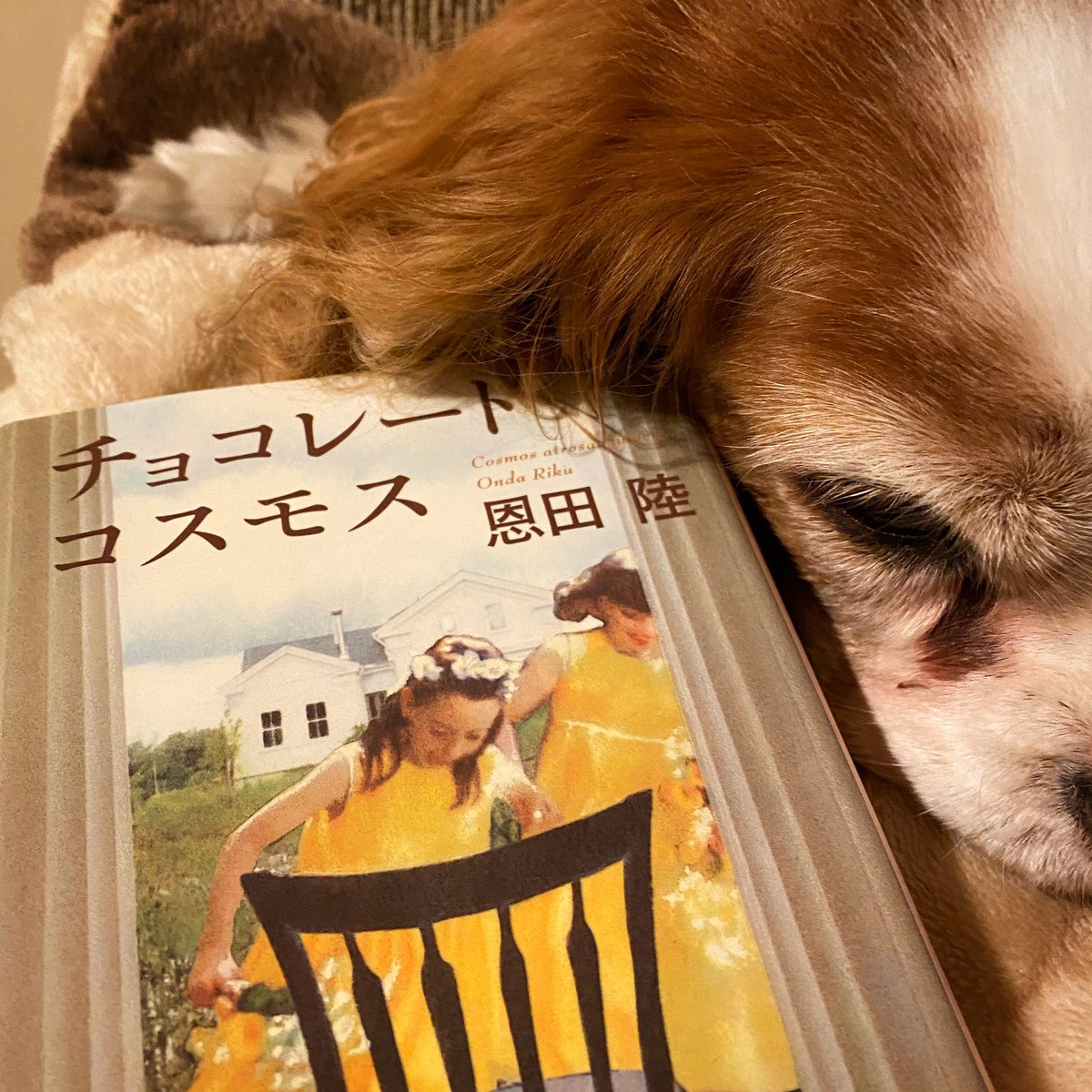 Top Tweets For チョコレートコスモス Twstalker