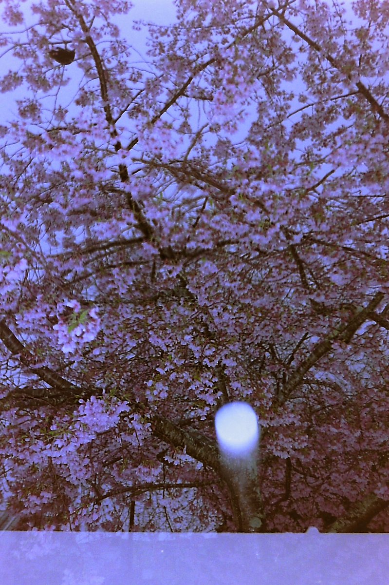 DudeMorbid's tweet photo. 35mm https://t.co/xQckfffCkt