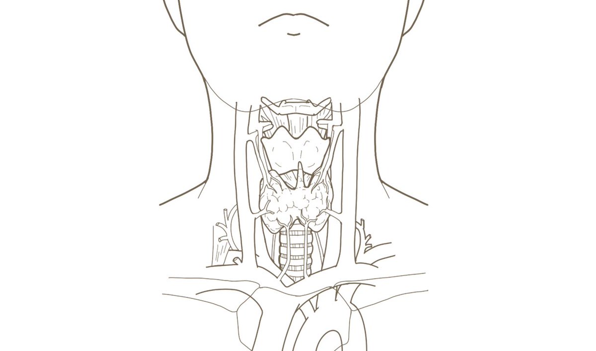 甲状腺の位置のイラストです。
着色がなく、印刷をして書き込みなど自由にしていただけます。

#フリーイラスト 
#フリー素材 
#看護師イラスト集

看護師🎨イラスト集
甲状腺の位置のイラスト※着色なし
https://t.co/MYDC9Ff4vd 