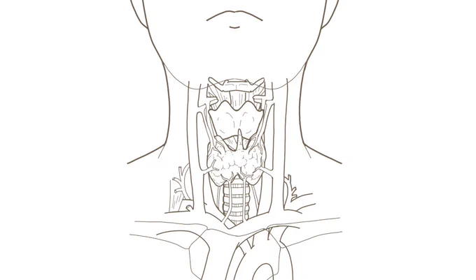 甲状腺の位置のイラストです。
着色がなく、印刷をして書き込みなど自由にしていただけます。

#フリーイラスト 
#フリー素材 
#看護師イラスト集

看護師🎨イラスト集
甲状腺の位置のイラスト※着色なし
https://t.co/MYDC9Ff4vd 