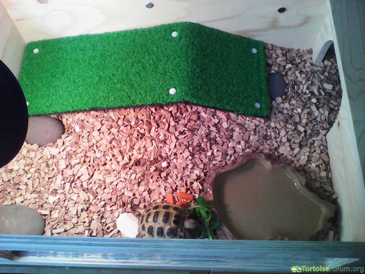 TortoiseEveryHr's tweet photo. bzzzzt beep bloop tortoise bot https://t.co/XVK4mAk9G1