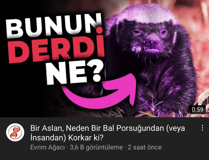 RBR döneminde Ricciardo: