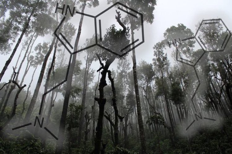 eedcAndy's tweet photo. Touch wood #RainforestDay <1% of the world's tropical forest plants have been biologically tested, yet >25% of modern drugs originate from rainforests; recent work suggests a plant-based potion, inc psychedelic drug DMT, made by Amazonian tribes, may treat depression #Leafthrough https://t.co/m9mh3RWkqN