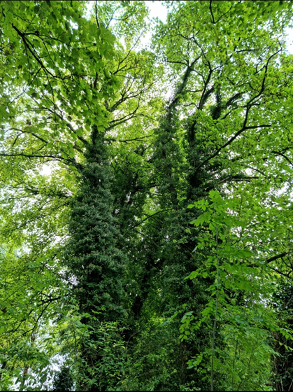 AquaserveU's tweet photo. The team have been busy looking at problematic trees for our customer, as you can see they have a problem with leaning trees as well as lots of Ivy wrapping around the trees #tree #treefelling #ivy #leaningtree #treeproblems #maintenance #treetrimming #quotes #problemsolving https://t.co/WzmB5N148O