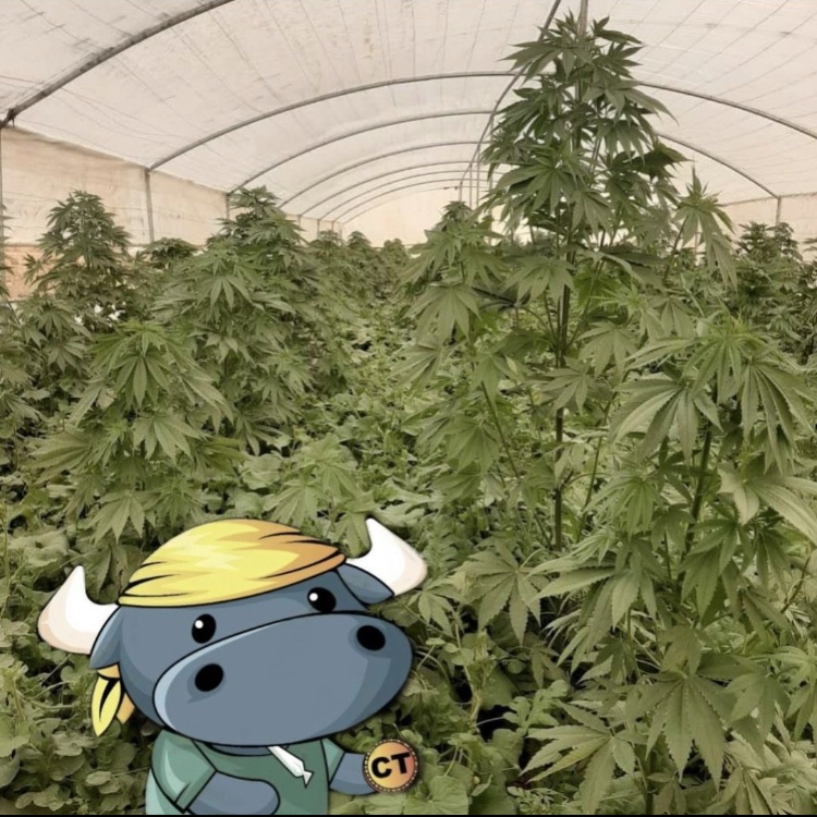 Cannabis token tweet media