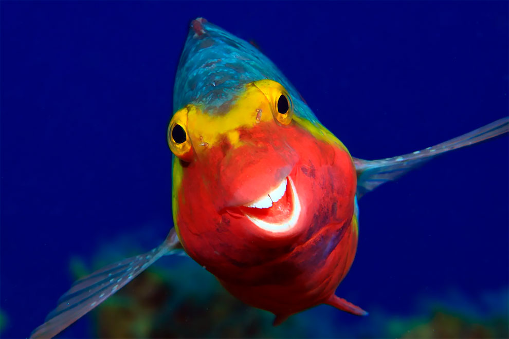 uvideofx's tweet photo. Cute animals moments ❤️🌟
#photo #photooftheday #love #instagood #beautiful #cute #like4like #followme #picoftheday #hashtag10 #instadaily #fun #animals #follow #cool #motivation #Repost #funny #nature #Smile #Distance #funny #monkeys #BIKER #Gang #birds #fish https://t.co/WVfppqGeDS