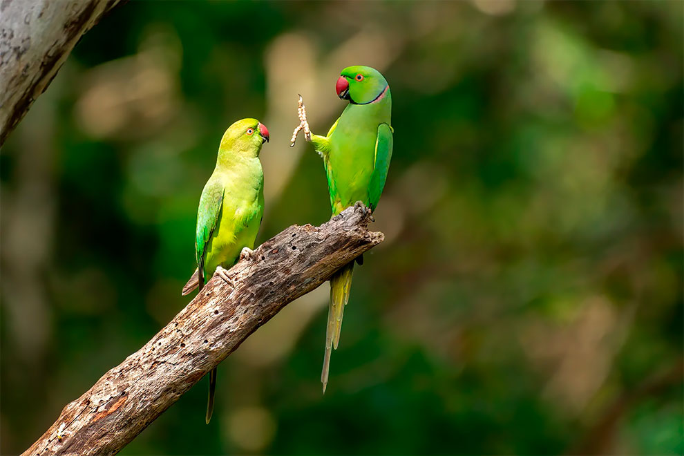 uvideofx's tweet photo. Cute animals moments ❤️🌟
#photo #photooftheday #love #instagood #beautiful #cute #like4like #followme #picoftheday #hashtag10 #instadaily #fun #animals #follow #cool #motivation #Repost #funny #nature #Smile #Distance #funny #monkeys #BIKER #Gang #birds #fish https://t.co/WVfppqGeDS