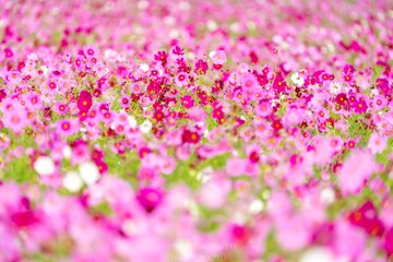 22年 埼玉県コスモスの名所 よしみコスモスまつり 秋のおすすめお出かけスポット はれうさぎの耳寄り情報ブログ