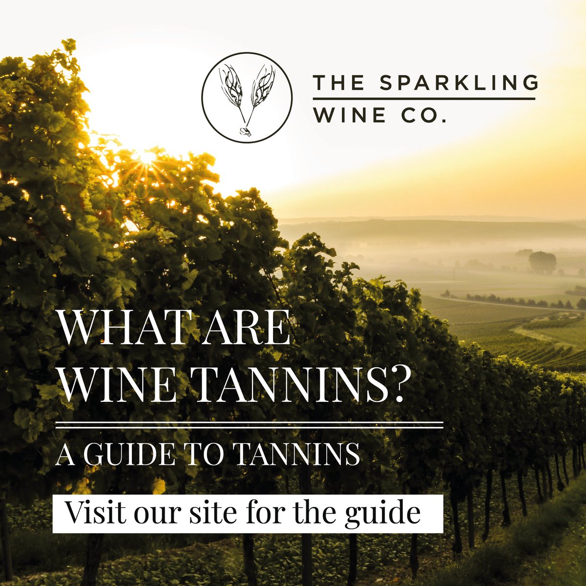 Did you know tannins are a part of the wine-making process? Some scientist even believe there is connection between high tannins and health longevity. To learn more about wine tannins take a read of our latest article bit.ly/3Av55Wu #winescience #whataretannins #wine