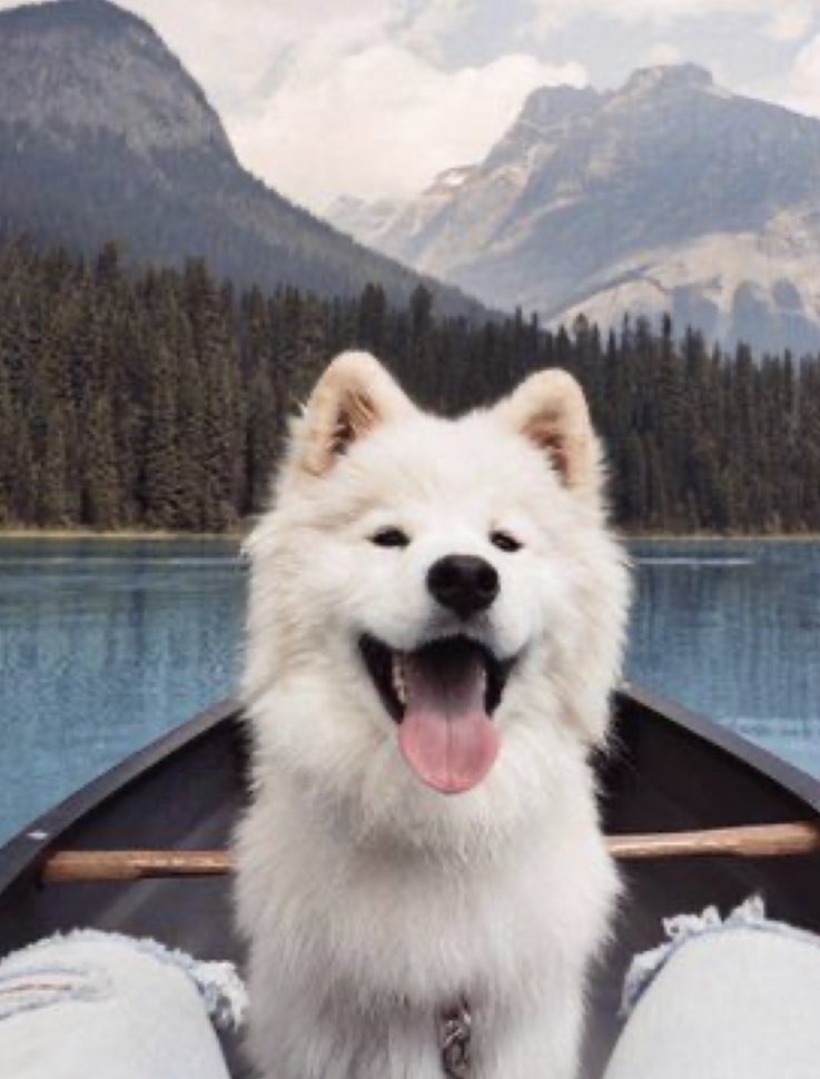 Dinomite🦖🧨 (@dinogodwhale) on Twitter photo 